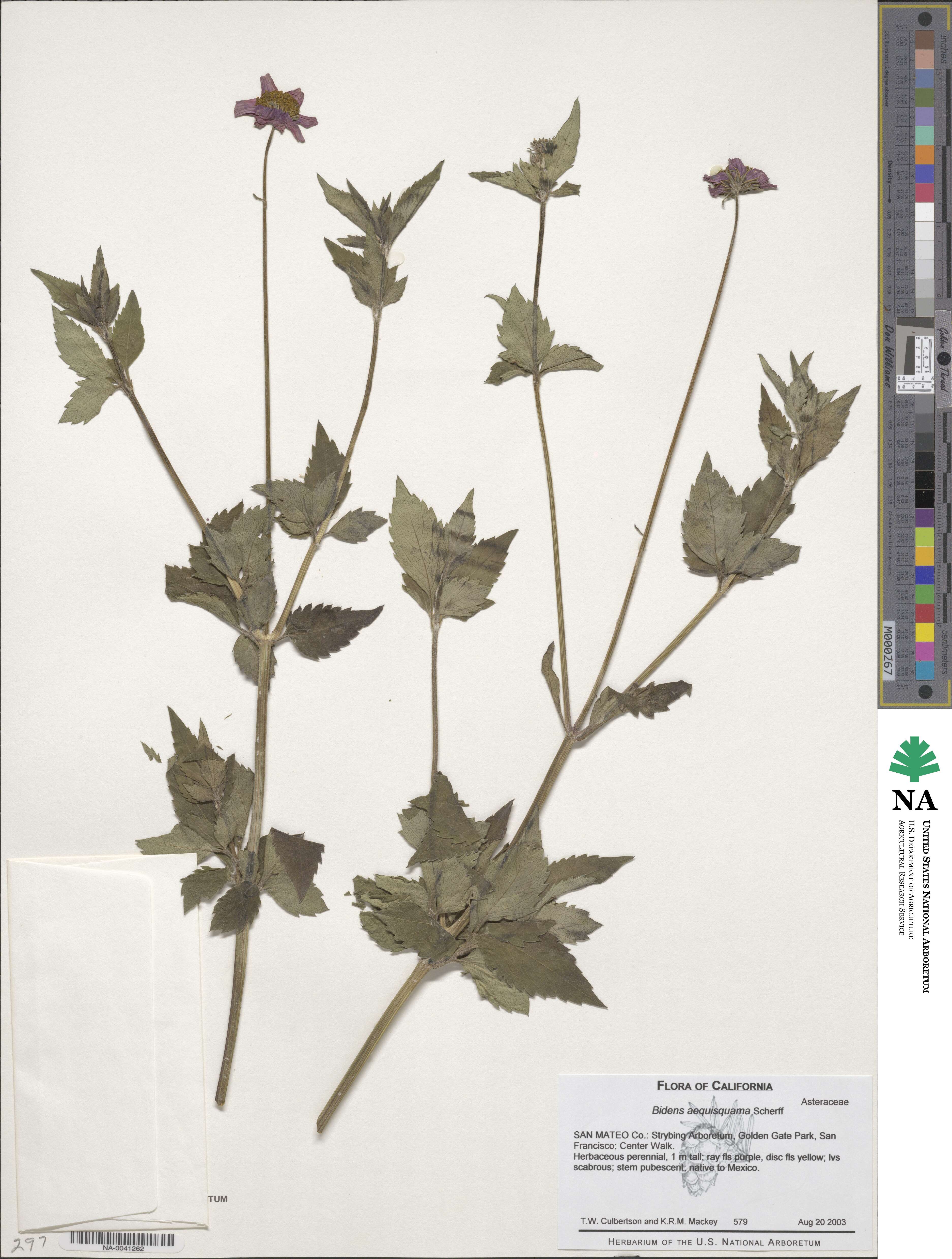 Bidens aequisquama image