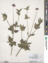 Bidens aequisquama image