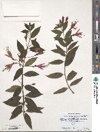 Fuchsia regia image