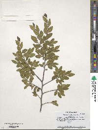 Image of Nothofagus dombeyi