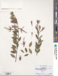 Image of Fuchsia glazioviana