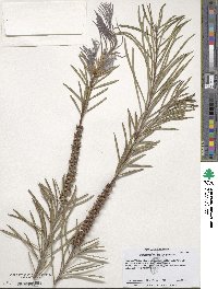 Image of Callistemon linearis