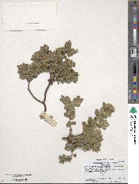 Arctostaphylos edmundsii image