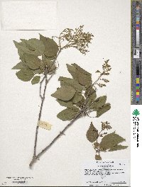 Syringa reticulata image