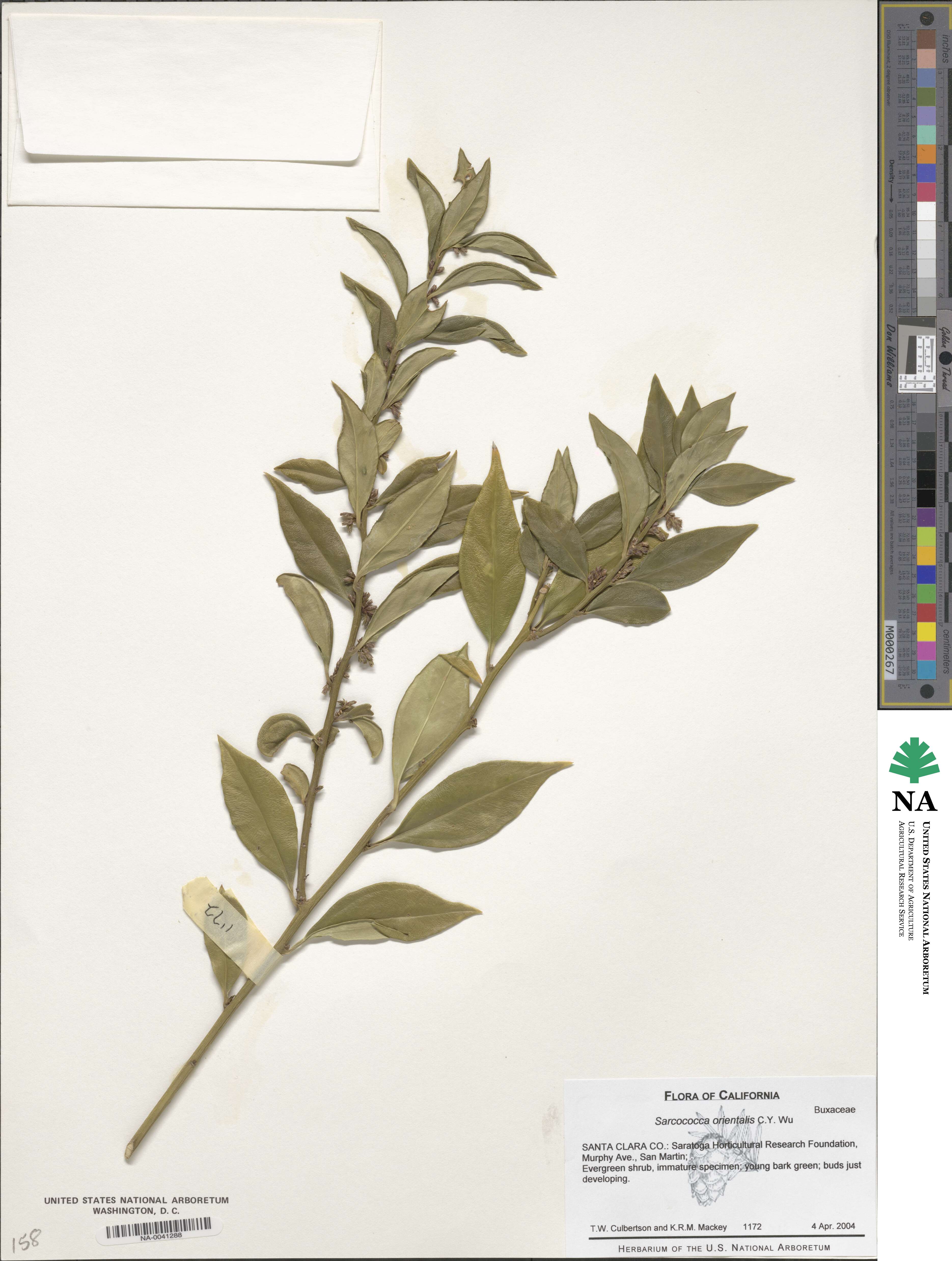 Sarcococca orientalis image