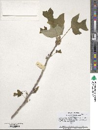 Liriodendron chinense image