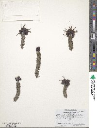 Grevillea lanigera image