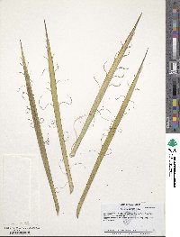 Image of Yucca periculosa