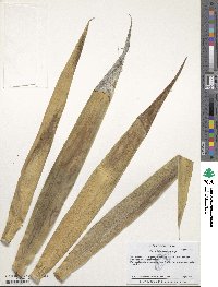 Image of Yucca filifera