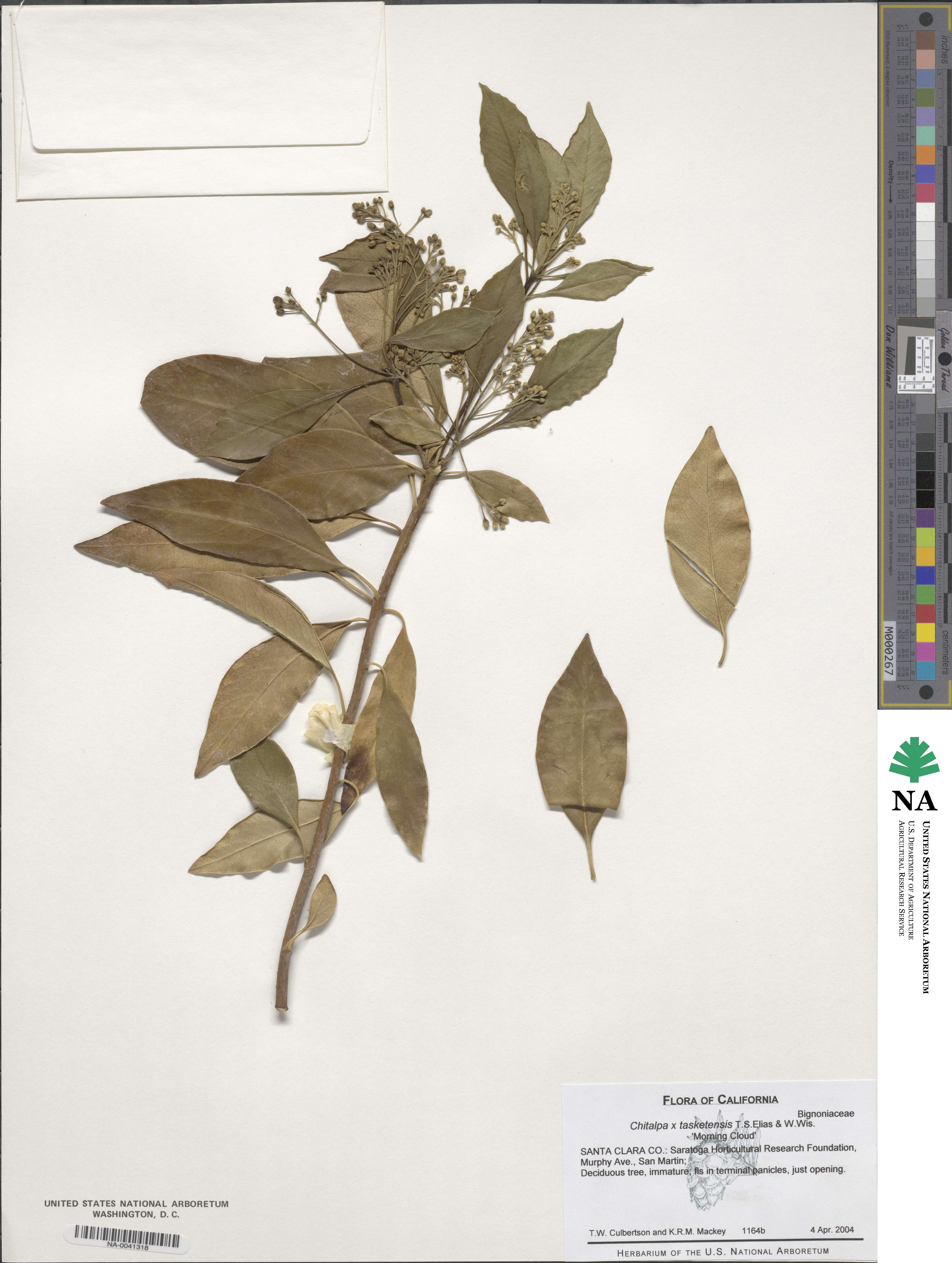 ×Chitalpa tashkentensis image
