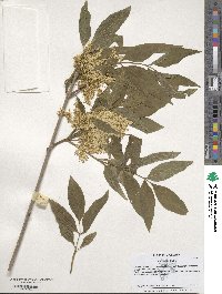 Image of Fraxinus ornus