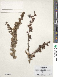 Image of Berberis darwinii