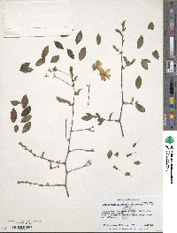 Begonia foliosa image