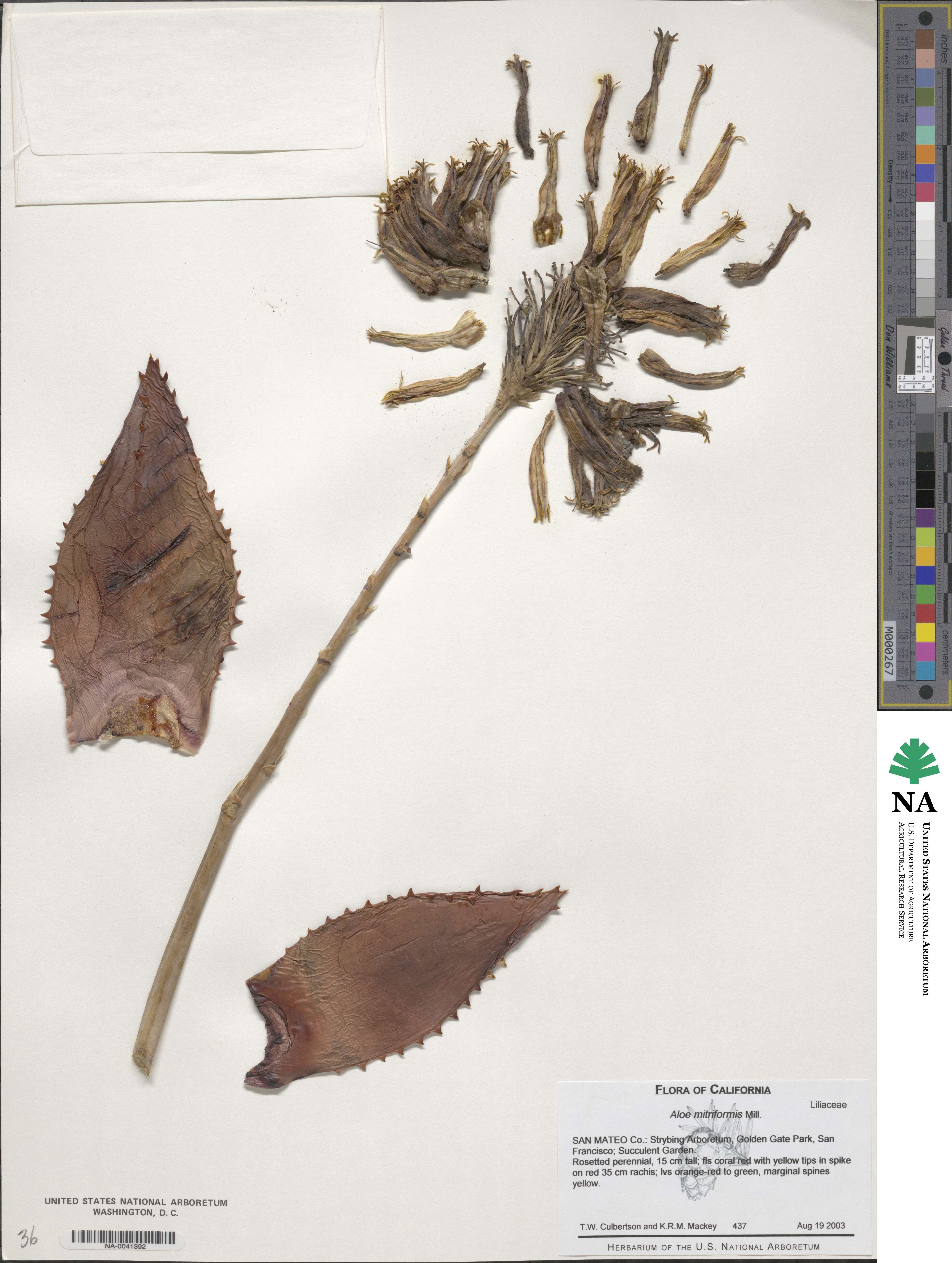 Aloe perfoliata image