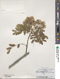 Image of Senna candolleana