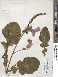 Francoa appendiculata var. sonchifolia image