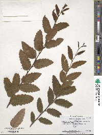 Image of Nothofagus obliqua