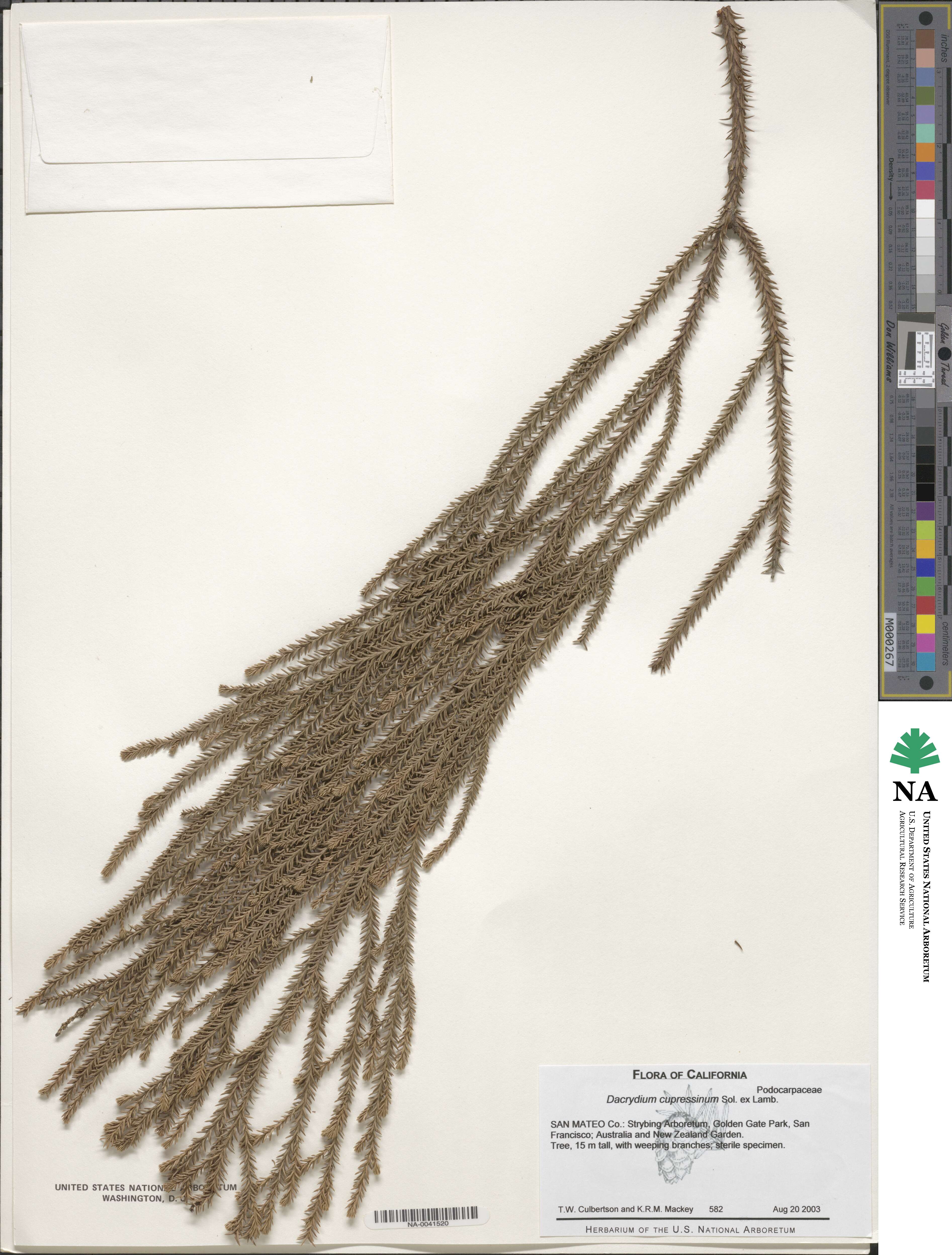 Dacrydium cupressinum image