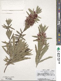 Callistemon viminalis image