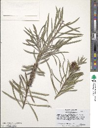 Image of Callistemon pinifolius