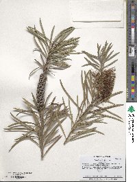 Callistemon rigidus image