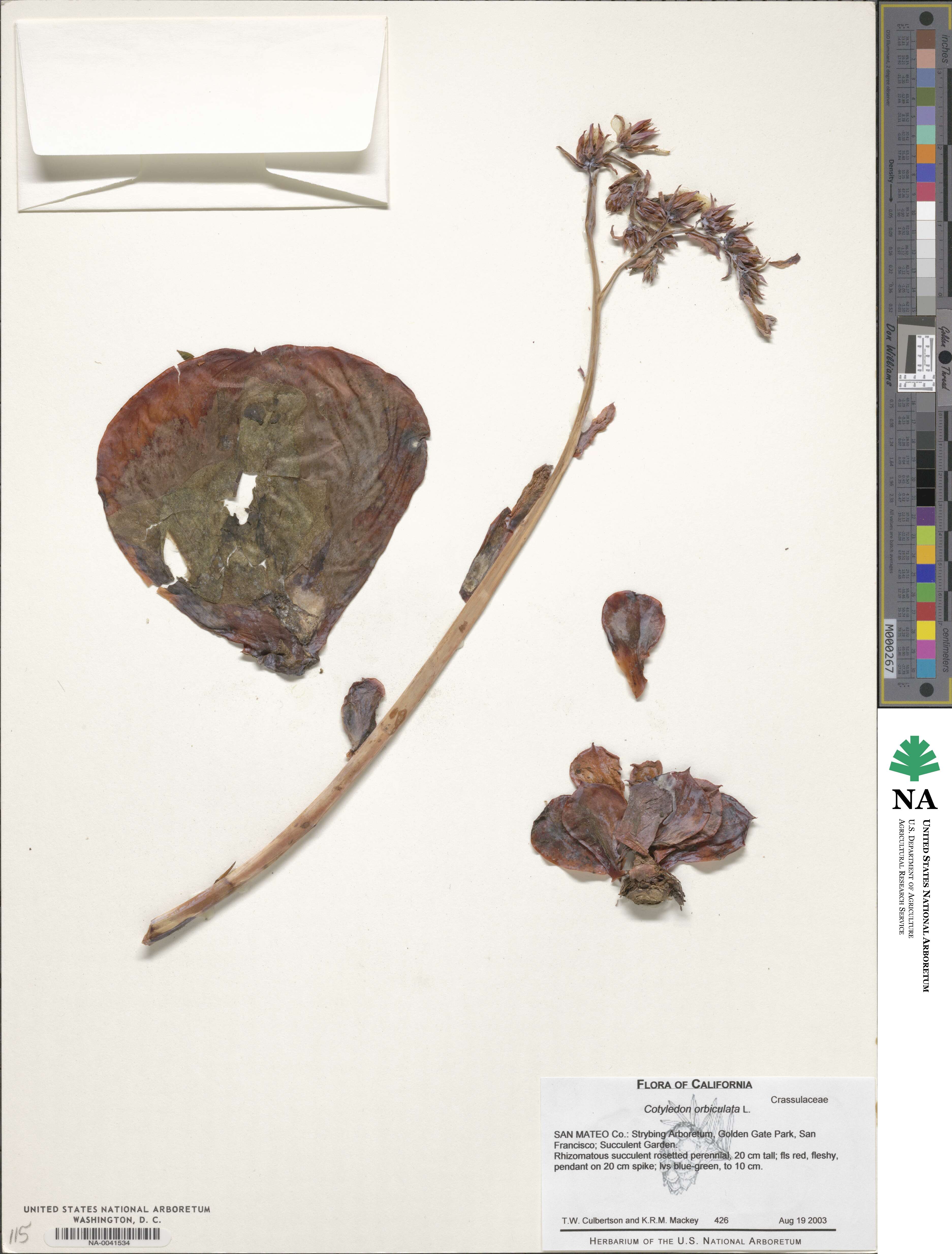 Cotyledon image