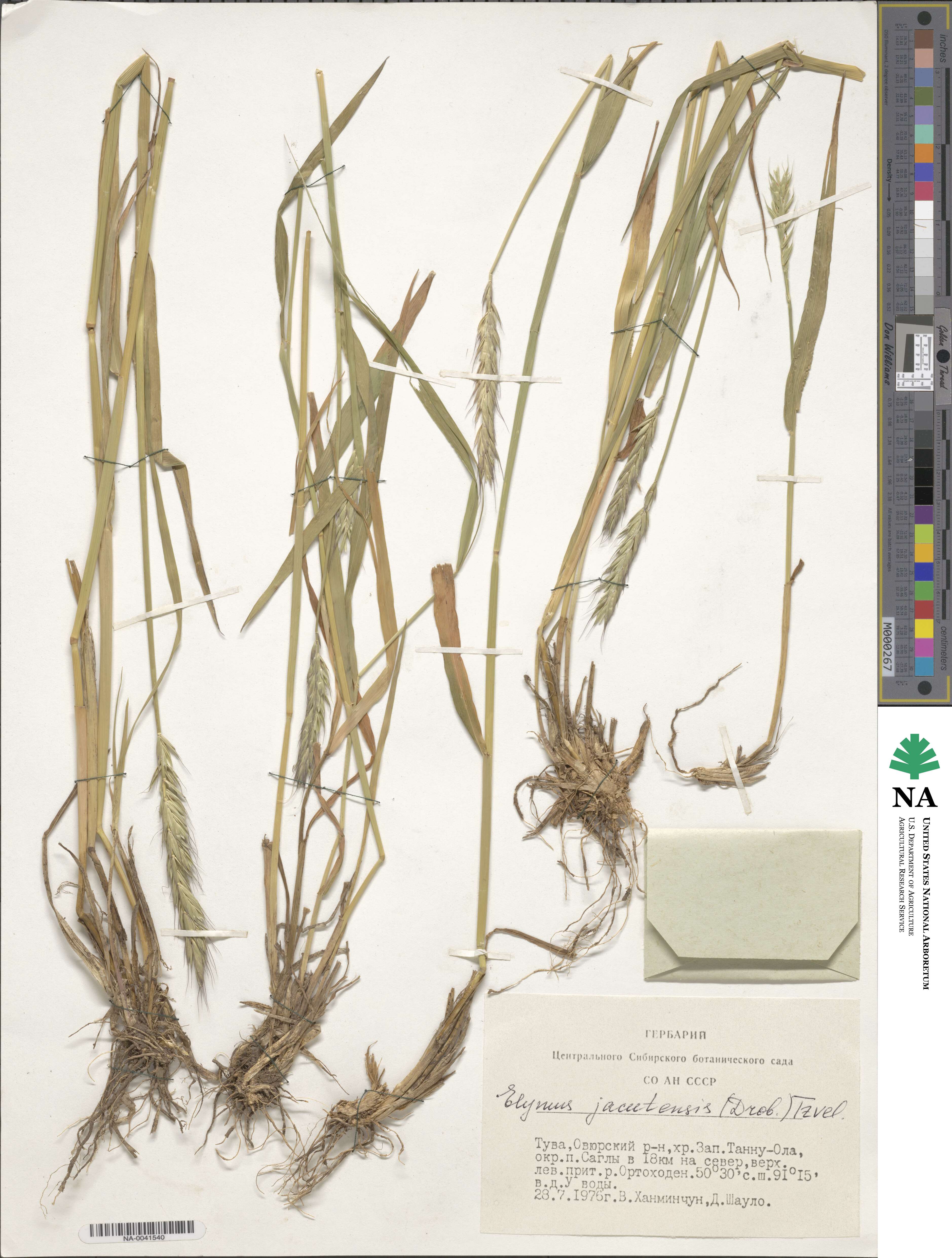 Elymus jacutensis image