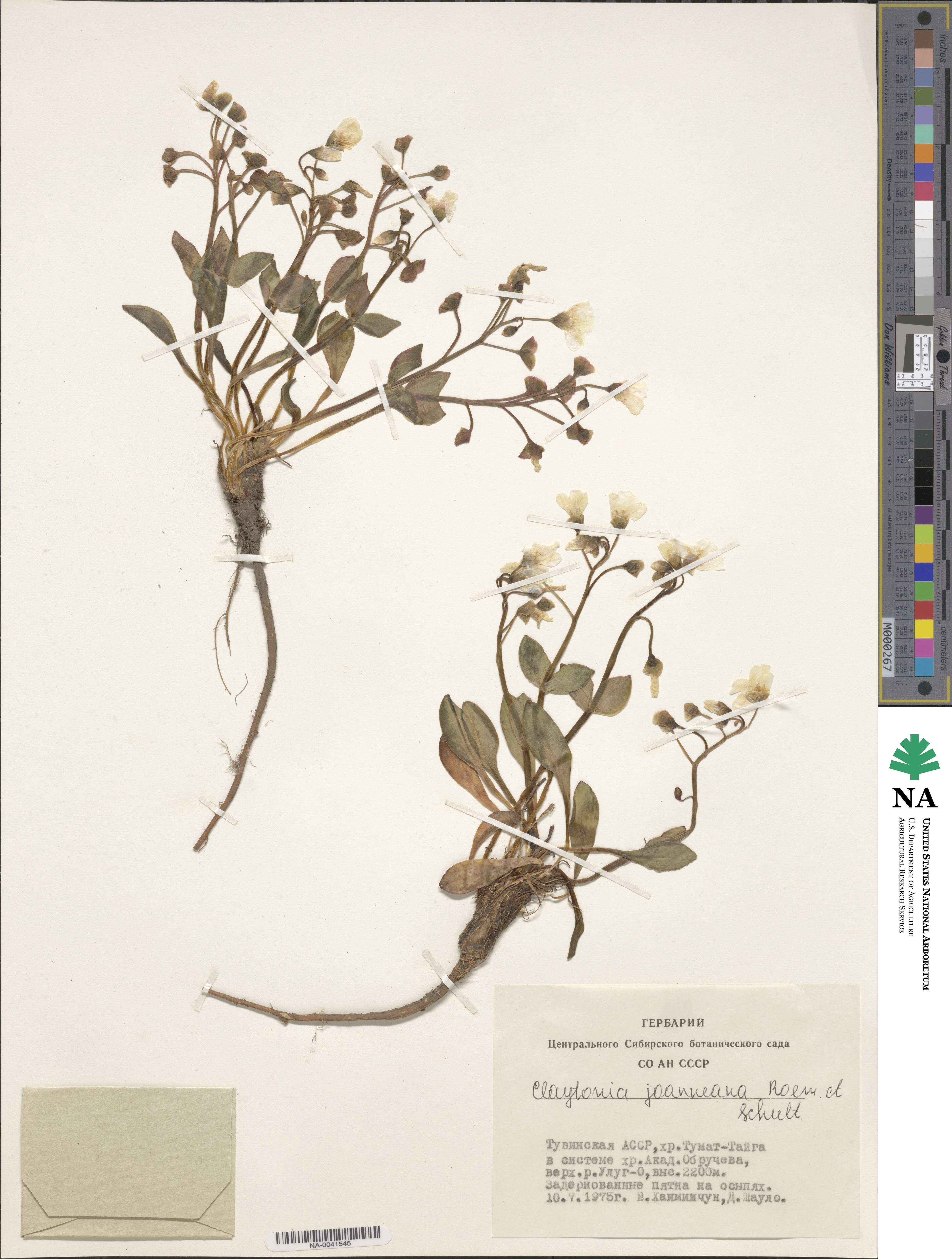 Claytonia joanneana image