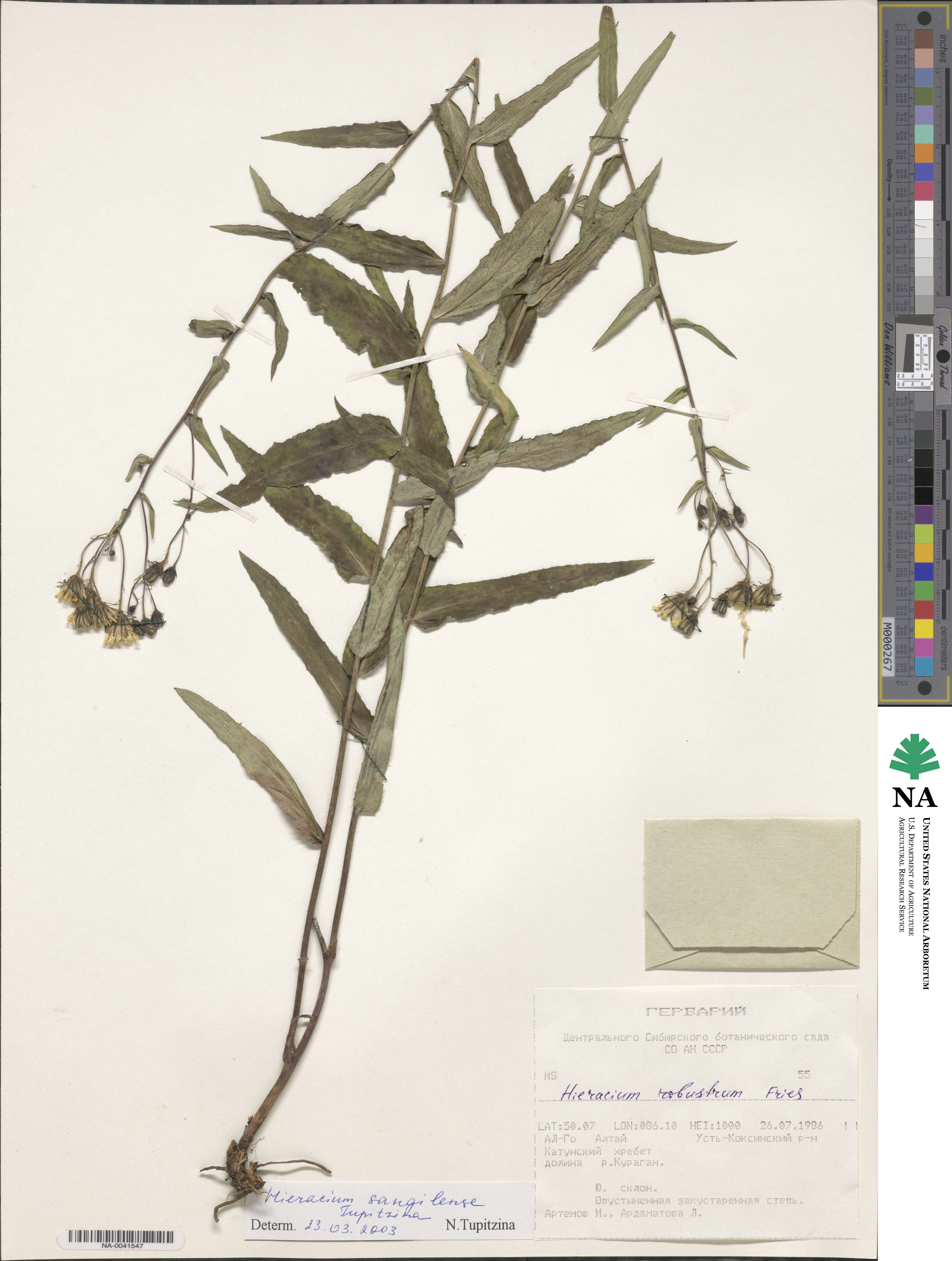 Hieracium sangilense image
