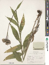 Image of Saussurea alpina