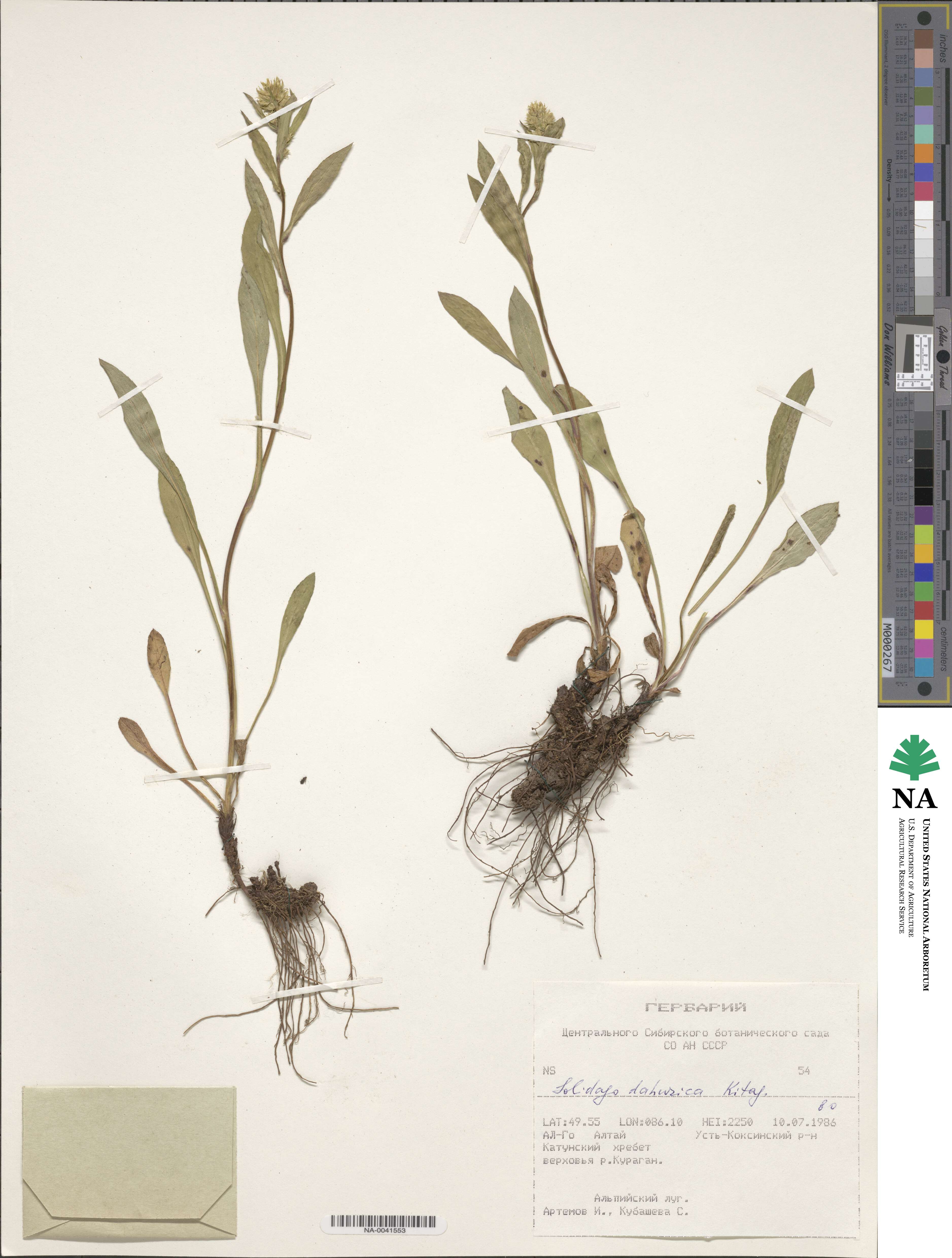 Solidago dahurica image
