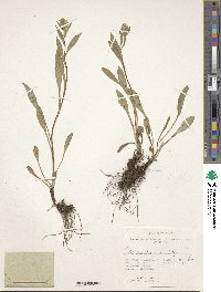 Solidago dahurica image