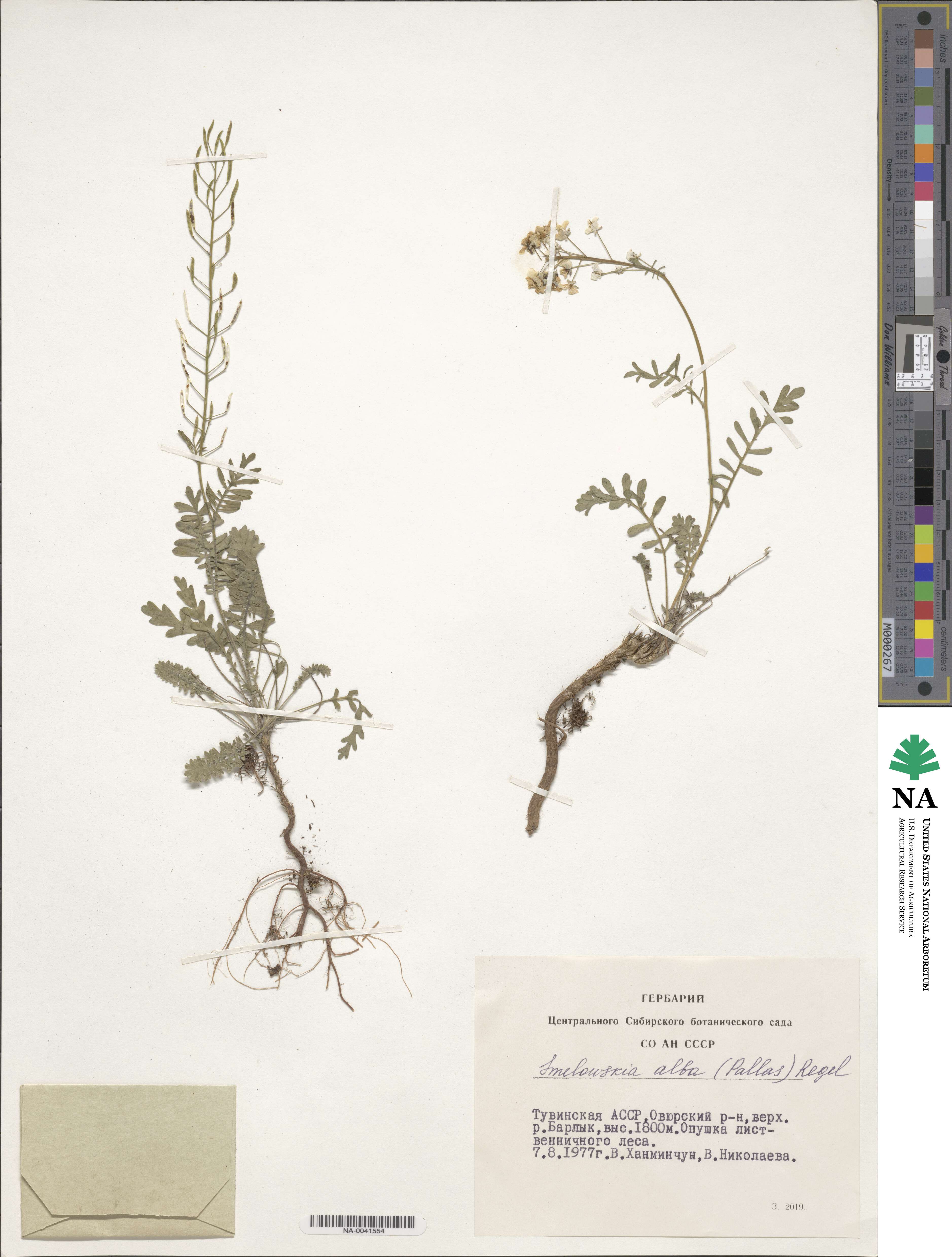 Smelowskia alba image