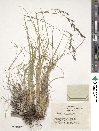 Image of Festuca altaica