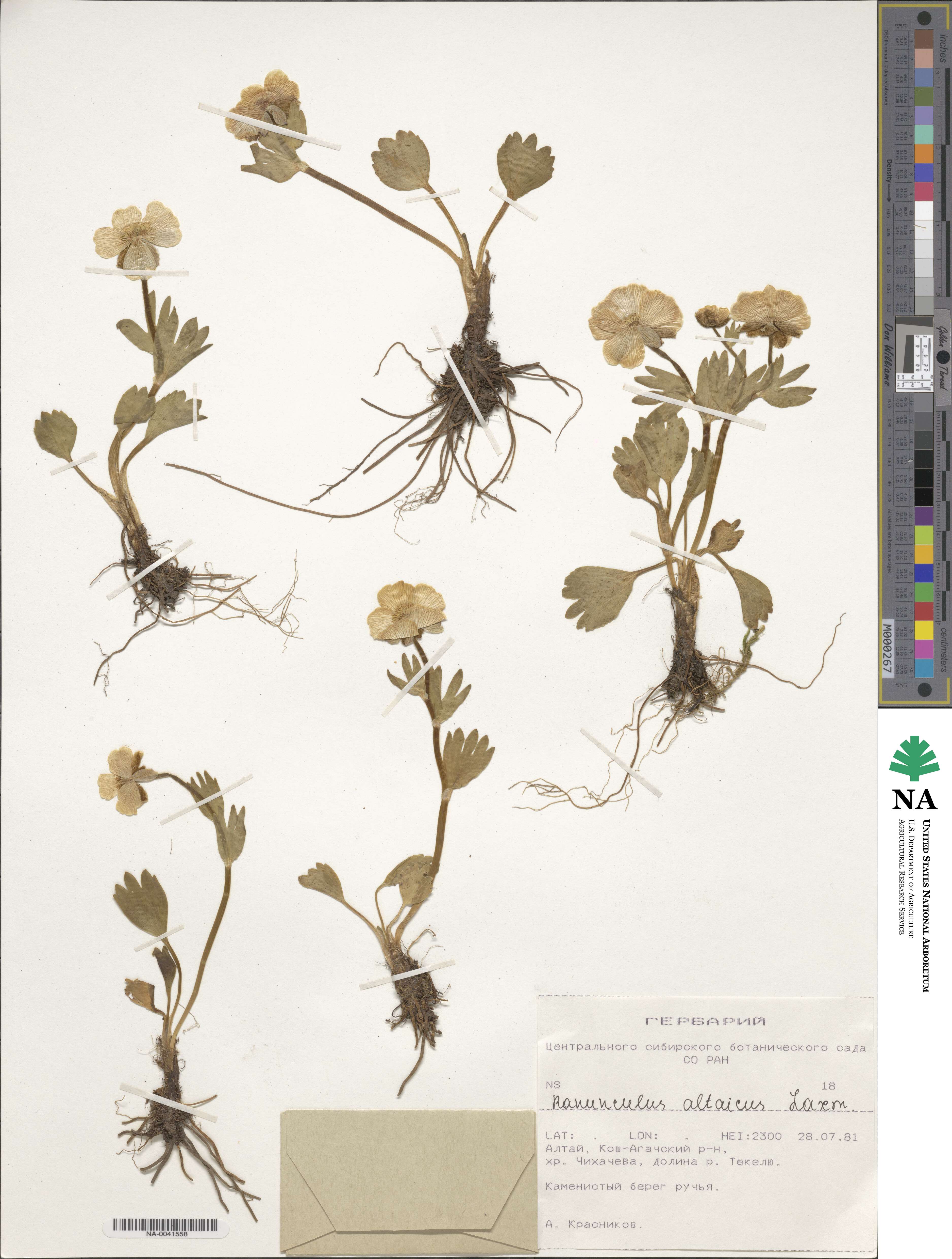 Ranunculus altaicus image
