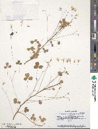 Oxalis spiralis subsp. spiralis image