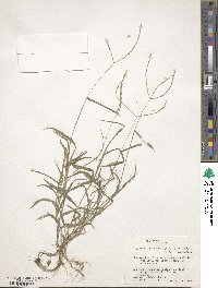 Digitaria ciliaris image