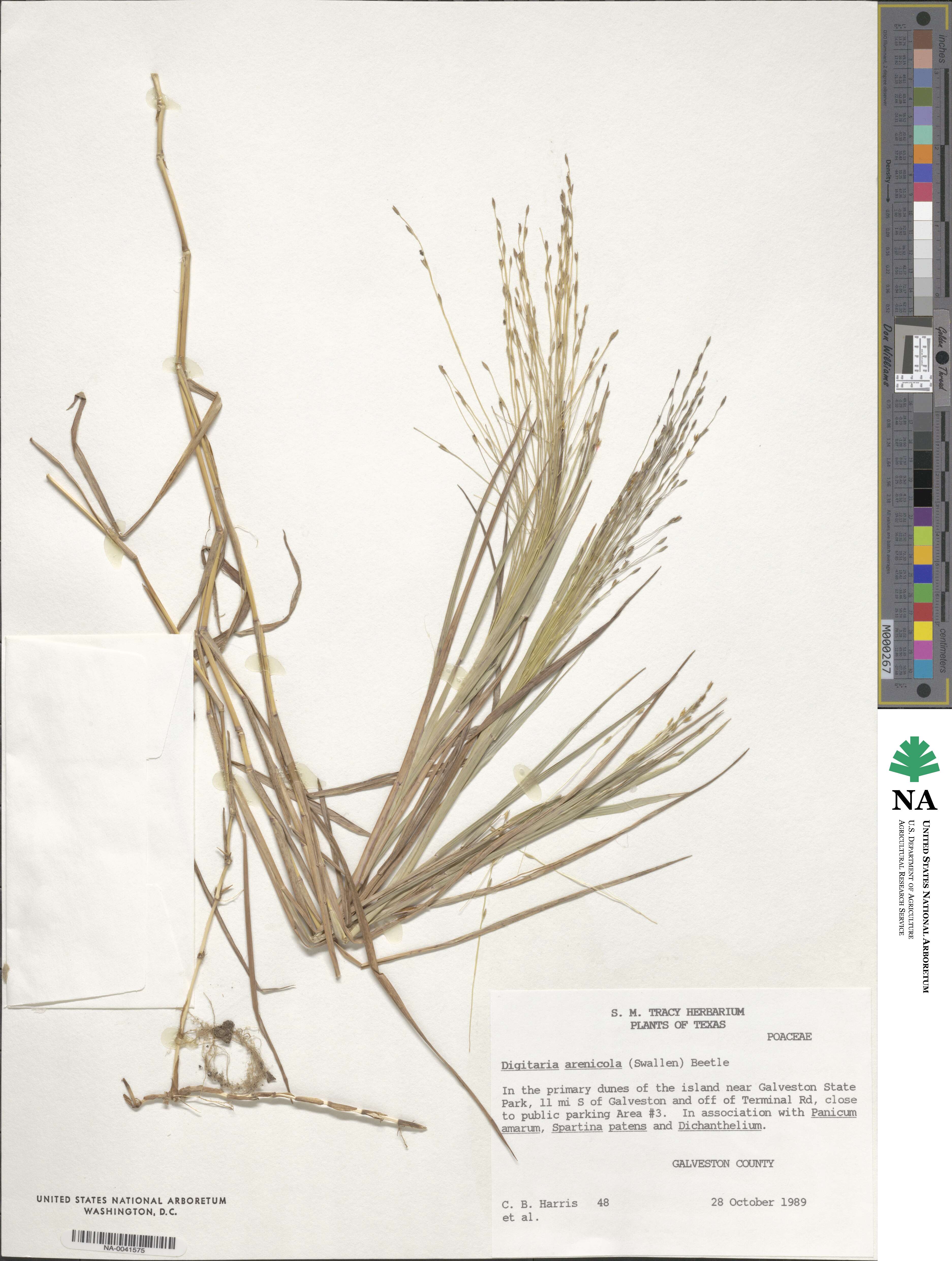 Digitaria arenicola image