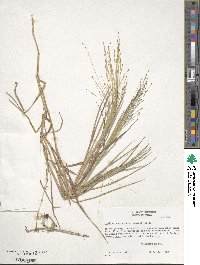 Image of Digitaria arenicola