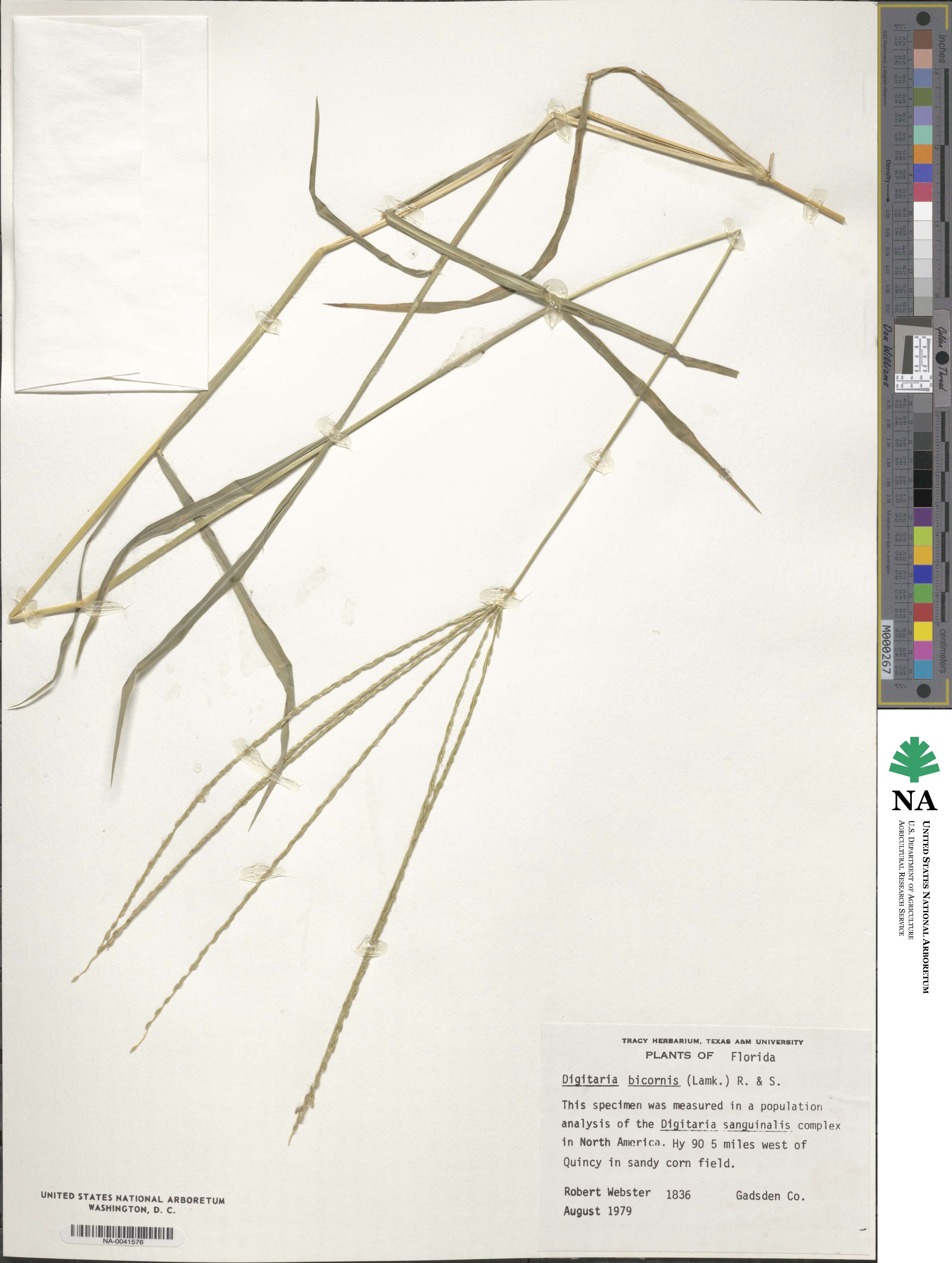Digitaria bicornis image
