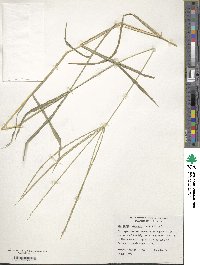 Image of Digitaria bicornis