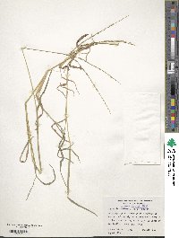 Digitaria bicornis image