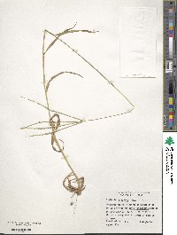 Digitaria bicornis image