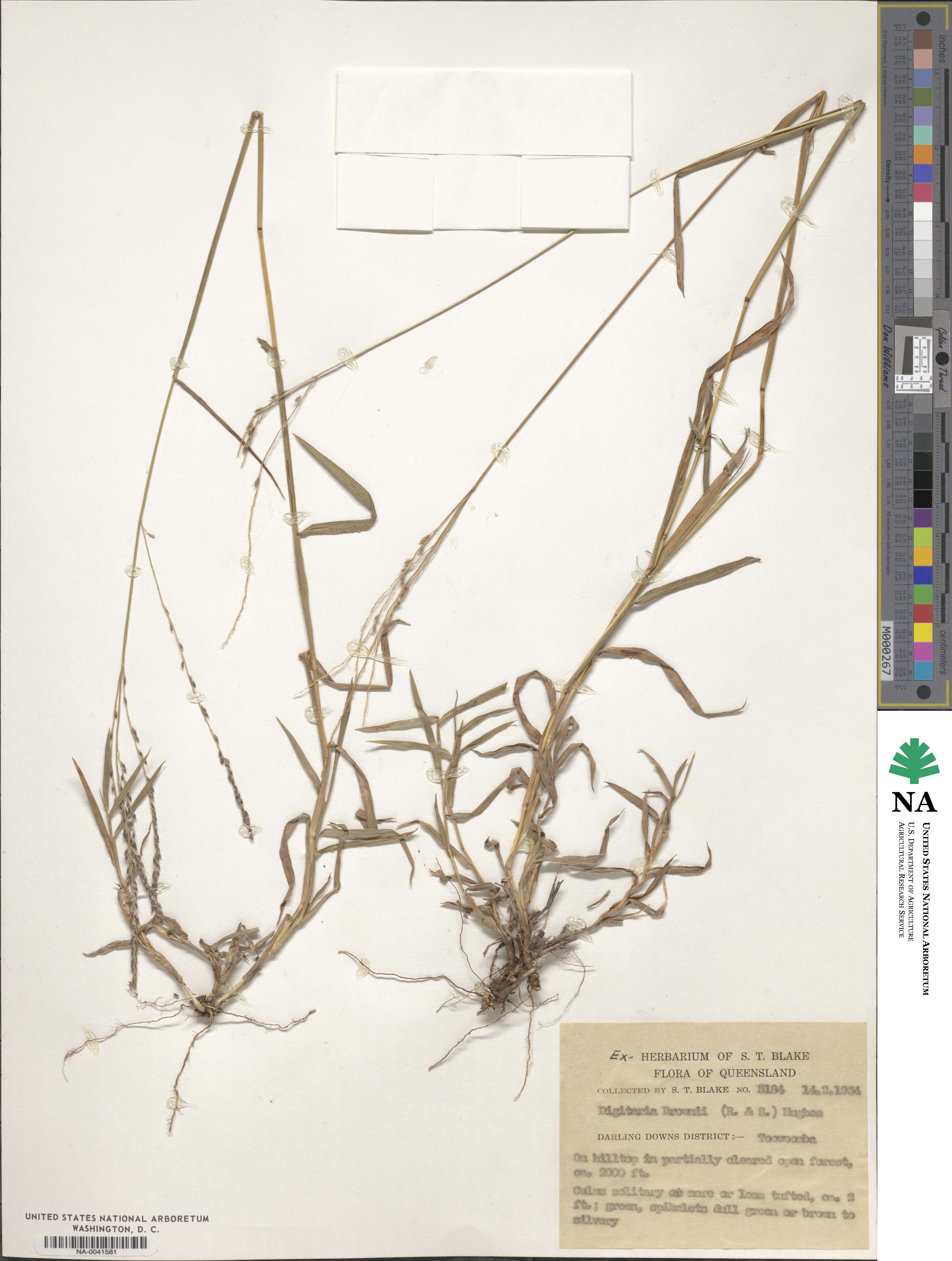 Digitaria brownii image