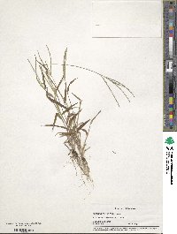 Digitaria ciliaris image