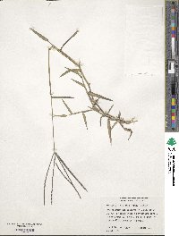 Digitaria ciliaris image