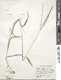 Digitaria ciliaris image