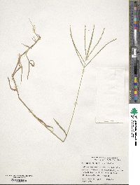 Digitaria ciliaris image