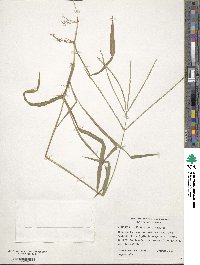 Digitaria ciliaris image