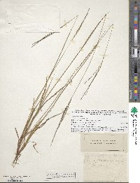 Digitaria filiformis image